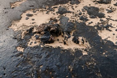 Ölü kuş petrol yüzünden öldü. Tanker kazasından sonra kumlu sahil şeridinde petrol..