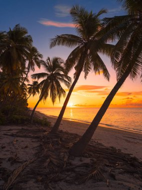 Maldivler 'de palmiye ağaçları ve deniz olan tropikal sahilde gün doğumu veya gün batımı