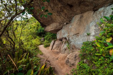 Brezilya 'da bitkilerle kayaların altındaki patika yolu.