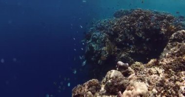 Bali adasındaki mavi okyanusta deniz yaşamının olduğu resifteki su altı sahnesi. Yüksek kalite 4k görüntü