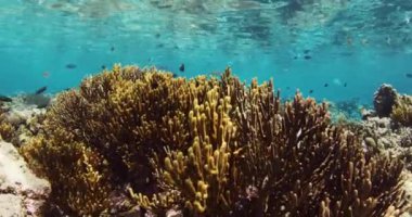 Yumuşak mercanları ve su altında balıkları olan tropikal bir deniz. Turkuaz okyanus ve mercan resifini temizleyin. Yüksek kalite 4k görüntü