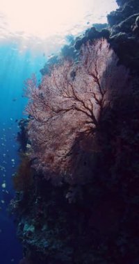 Resifte su altı doğası, yumuşak mercan ve mavi okyanusta güneş ışığı. Yüksek kalite 4k görüntü