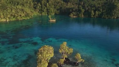 Tropik açık deniz ve Endonezya 'da orman kıyıları olan mangrov ağaçları. Yüksek kalite 4k görüntü