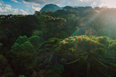 Brezilya, Santa Catarina 'da araucaria ağaçları ve akşam güneş ışığı olan dağlar