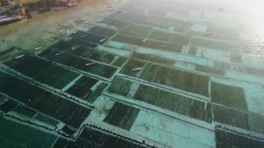 Endonezya 'daki Lembongan Adası' ndaki deniz yosunu çiftliğinin insansız hava aracı görüntüsü. Sabah güneşi ve sisli yosun çiftliği. Yüksek kalite 4k görüntü