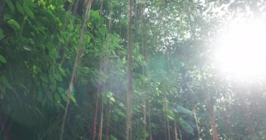 Güzel bitki örtüsü ve güneş ışığı olan tropik bir orman. Yüksek kalite 4k görüntü