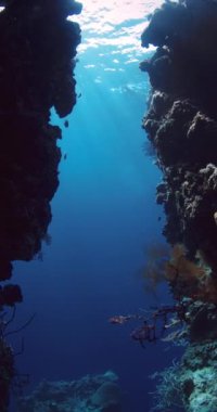 Menjangan adasındaki mavi okyanusta kayalar ve mercanlarla su altı doğası. Yüksek kalite 4k görüntü