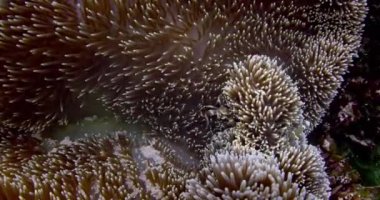 Karides, deniz şakayığı ve palyaço balıklı su altı sahnesi, yakın çekim. Yüksek kalite 4k görüntü