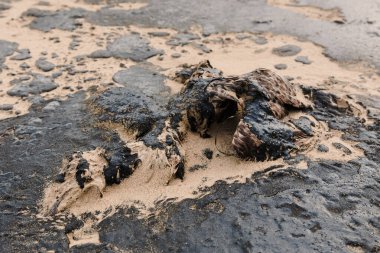 Ölü kuş petrol yüzünden öldü. Tanker kazasından sonra kumlu sahil şeridinde petrol..