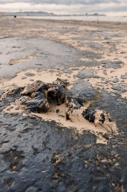 Petrol içinde ölü martı kuşu. Tanker kazasından sonra kumlu sahil şeridinde petrol..