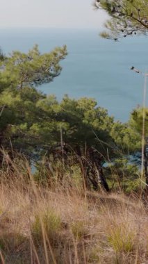 Akdeniz ve çam ağaçları, inanılmaz kıyı manzarası, dikey görüntüler. Yüksek kalite 4k görüntü