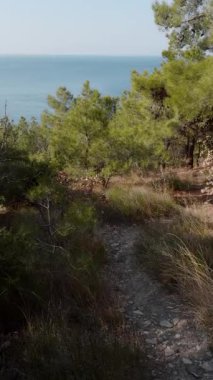Akdeniz ve çam ağaçları, inanılmaz kıyı manzarası, dikey görüntüler. Yüksek kalite 4k görüntü