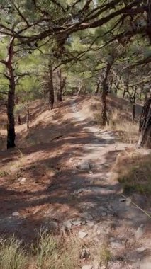 Akdeniz ve çam ağaçları, inanılmaz kıyı manzarası, dikey görüntüler. Yüksek kalite 4k görüntü