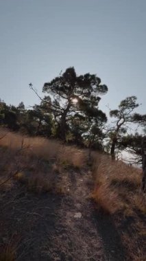 Akdeniz ve çam ağaçları, inanılmaz kıyı manzarası, dikey görüntüler. Yüksek kalite 4k görüntü