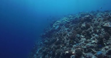 Mercan kayalıklarıyla okyanusun derinliklerine dalmak. Tropikal denizde sualtı yaşamı. Yüksek kalite 4k görüntü