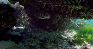 Okyanusta tropik balık sürüsü olan su altı mağarası ya da resif kayası. Yüksek kalite 4k görüntü