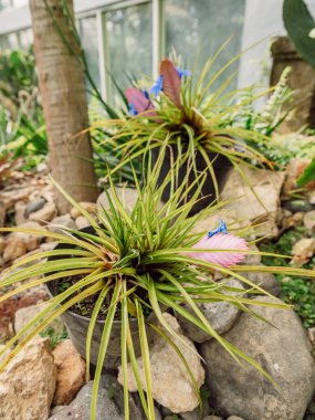 Endonezya, Bali 'deki botanik bahçesinde tropik bitkiler