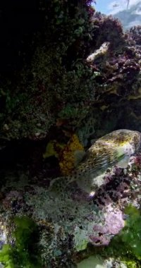 Okyanusta tropik balık sürüsü olan su altı mağarası ya da resif kayası. Yüksek kalite 4k görüntü