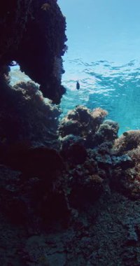 Mavi okyanusta su altında dikey kaya üzerindeki mercanlar ve arka planda freediver. Yüksek kalite 4k görüntü