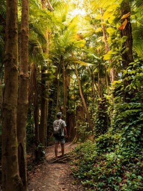 Brezilya 'da Santa Catarina' da yağmur ormanlarında yaşayan gezgin adam..