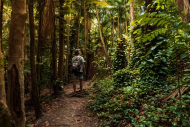 Brezilya 'da Santa Catarina' da yağmur ormanlarında yaşayan gezgin adam..