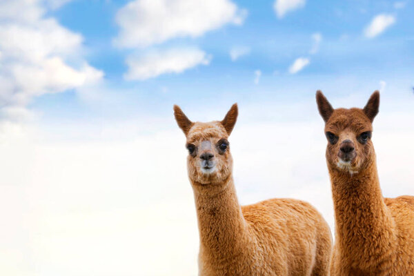 Portrait of alpacas on the background of blue sky. South American camelid. Funny concept copy space white clouds