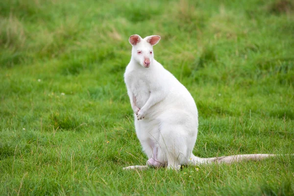 White Colored Albino Wallaby Sitting Green Grass Zoological Park Australian — Photo
