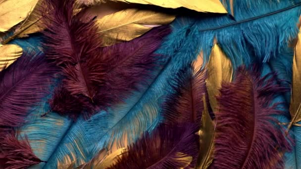 Colorful Feather Close Macro Slow Motion Selective Focus Blurred Focus — Stockvideo