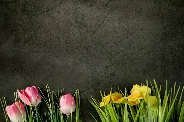 Fresh pink and yellow flowers border with copy space on gray concrete background, flat lay. daisies and tulips, copy space top view