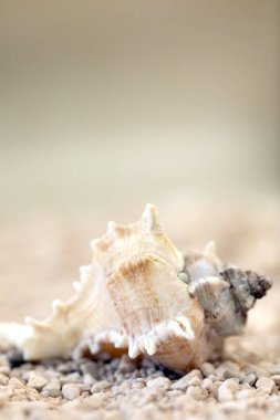 Sea shells at the beach soft focus blurred background for copy space, Summer nature concept, tropical sand colors background texture