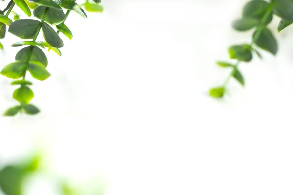 Grüne Blätter Rand Defokussieren Auf Weißem Hintergrund Rand Der Grünen — Stockfoto