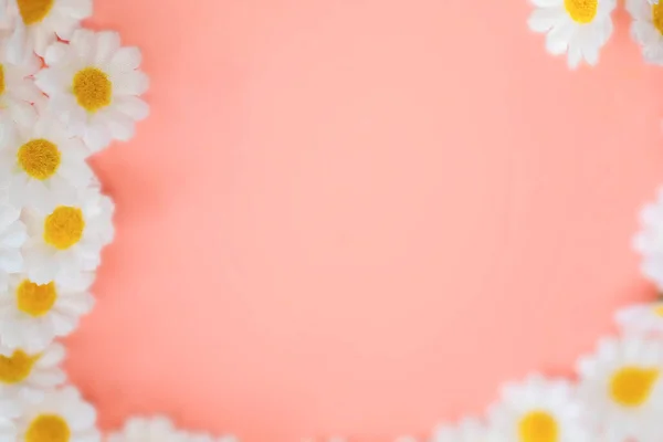 Frühlings Gänseblümchen Rahmen Weiße Blumen Vor Sanftem Rosa Pastellhintergrund Minimalistisches — Stockfoto