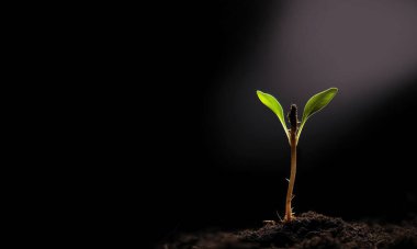 Tohumlar zengin topraktan parlayan güneş ışığına, ekoloji kavramına doğru büyüyorlar. siyah arkaplan, yeni yaşam konsepti, metinler için toprak kopyalama uzayındaki genç bitki büyümesi