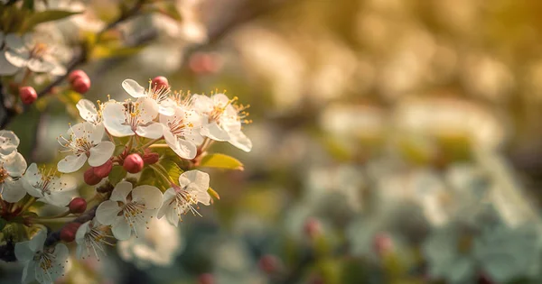 Doğanın Güzel Çiçekli Soyut Arka Planı Çiçek Açan Kayısı Makrosu — Stok fotoğraf