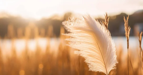 Pampas grass outdoor in gold morning sunligh. Dry reeds boho style.Trendy botanical background with fluffy pampas grass. Boho style plant decor bokeh nature landscape