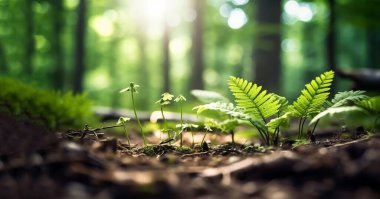 Parlak orman temizliği, güzel güneş ışığı ve Bokeh ile mevsimsel doğa arka planı ve kısa alan derinliği. Metin için yeri olan yakın plan, vahşi yaşam doğa mantarları ve yeşil taze yapraklar üzerine yakın çekim