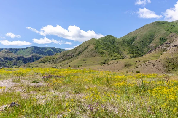 Kleine Kaukasische Gebirgslandschaft Georgien Mit Blühenden Gelben Und Lila Wildblumen — Stockfoto