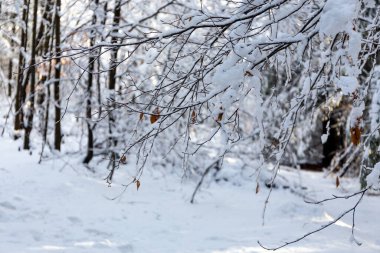 Tree branches covered with fresh white snow in the forest in Beskid Mountains, Poland.