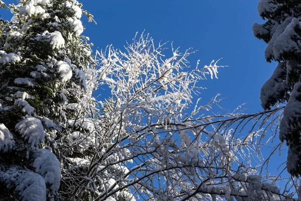 Deciduous tree branches and fir tree covered with fresh heavy snow against clear blue sky, Beskid Mountains, Poland.