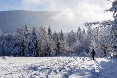 Man with a backpack and hiking poles hiking in snowy coniferous forest on Hala Slowianka in Beskid Mountains in winter in Poland.
