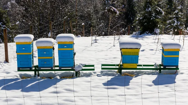 Yellow and blue hives for beekeeping  covered in snow in winter in Beskid Mountains, Poland.