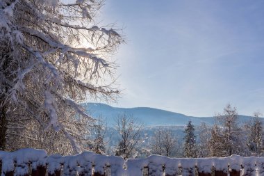Winter landscape with coniferous trees and Beskid Mountains in Poland, wooden fence covered with snow, sunlight between tree branches, copy space.