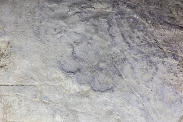 Well Preserved Fossilized Herbivore Dinosaur Footprint Rock Sataplia Strict Nature — Stock Photo, Image