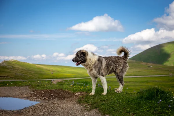 Owczarek Kaukaski Pies Kuratora Stojący Pastwiskach Javakheti Plateau Przełęcz Tskhratskaro — Zdjęcie stockowe