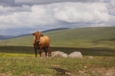 Tek bir kahverengi inek, Tskhratskaro Geçidi 'ndeki Javakheti Platosu' nun çayırlarında kameraya bakıyor..