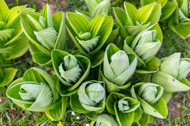 Veratrum albümü (ya da sahte helleborine, beyaz hellebore, Veratrum lobelianum), Melanthiaceae familyasından zehirli bir bitki, yeşil yapraklar, çiçek açmadan önce bitki, yukarıdan manzara, Gürcistan, Kafkasya.