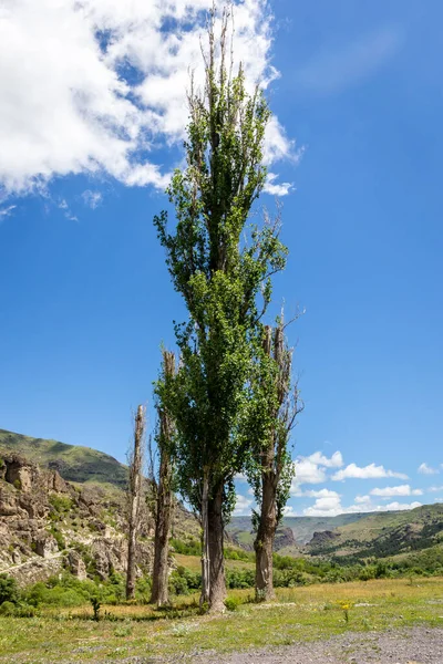 Ψηλές Λεύκες Aspen Trees Cottonwood Populus Φυτρώνουν Μπροστά Από Μοναστήρι — Φωτογραφία Αρχείου