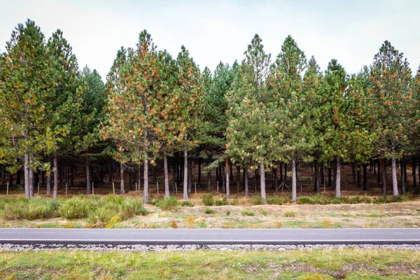 Pinus Pinaster Pino Marítimo Bosque Pinos Racimo Parque Regional Cuenca —  Fotos de Stock
