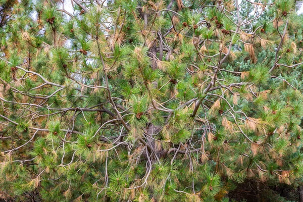 Pinus Pinaster Maritieme Dennen Clusterdennenboom Van Dichtbij Zicht Naalden Kegels — Stockfoto