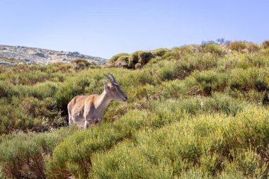 İber dağ keçisi (Capra pyrenaica), İspanya 'da Sierra de Gredos dağlarında (Laguna Grande' ye giden patika) dağ çamlarının arasında duran dişi bir hayvan..